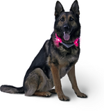Leuchthalsband LEUCHTIE Premium Easy Charge mit Schäferhund