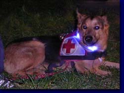 Leuchthalsband LEUCHTIE mit einem Hund aus der Rettungsstaffel