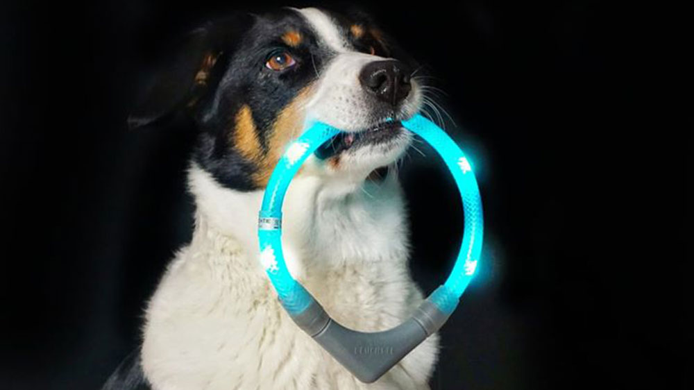 Leuchthalsband LEUCHTIE wird vom Hund apportiert