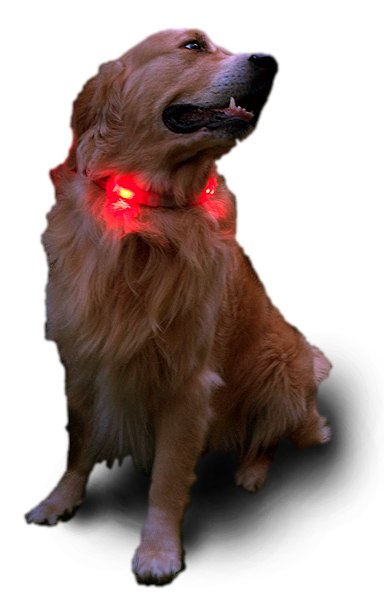 Hund Golden Retriever mit Leuchtie Standard Leuchthalsband in rot